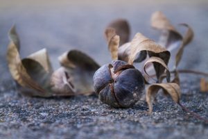 what to do with hickory nuts